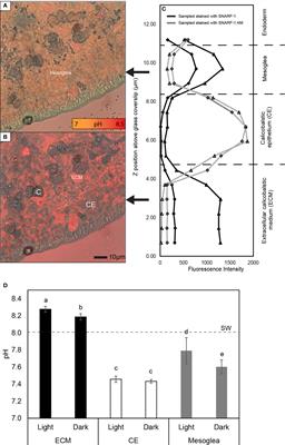 Proton gradients across the coral calcifying cell layer: Effects of light, ocean acidification and carbonate chemistry